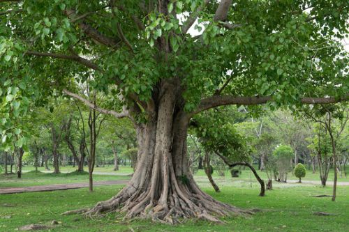 Peepal Tree (Sacred Fig)