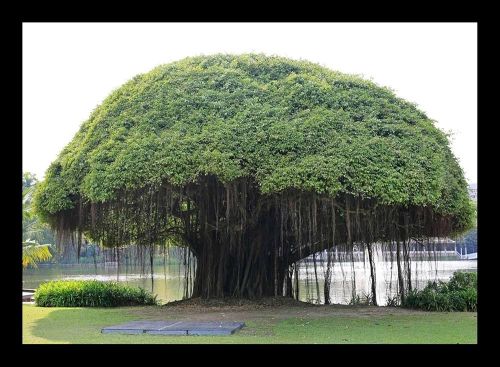 Banyan Tree